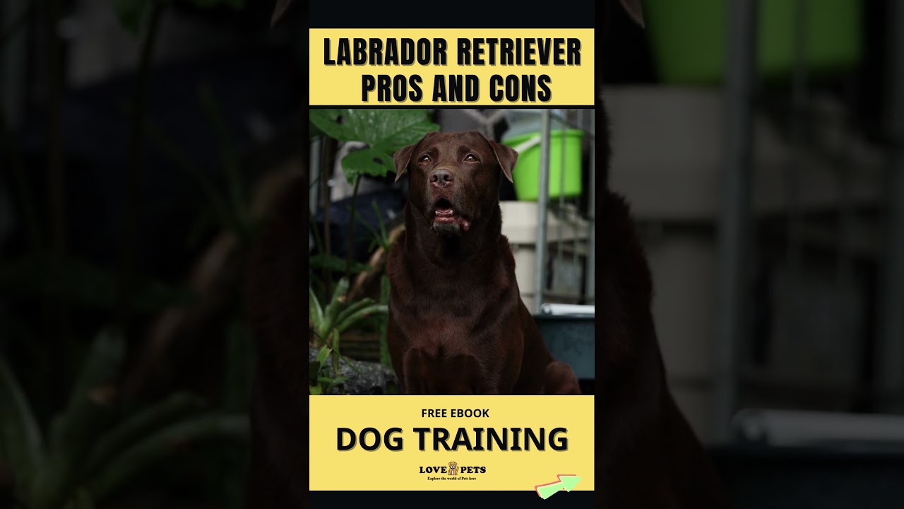 Labrador Retriever  Pros and Cons