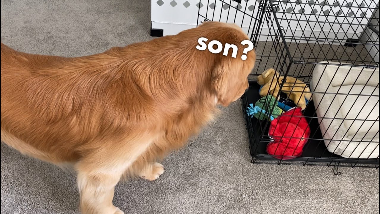 My Dog Waits for His Puppy to Come Home