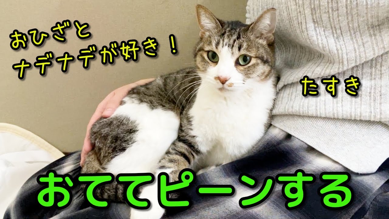 【新猫紹介】ナデナデするとおててピンする猫がやって来ましたฅ(≡・ω・≡)ฅﾆｬｰ!!【たすき/里親さん募集中】
