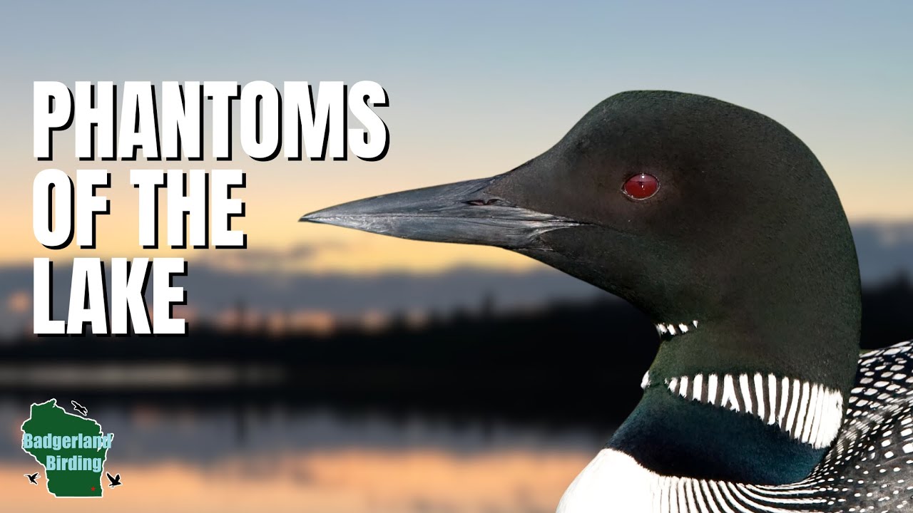 5 Things You Didn't Know About Common Loons