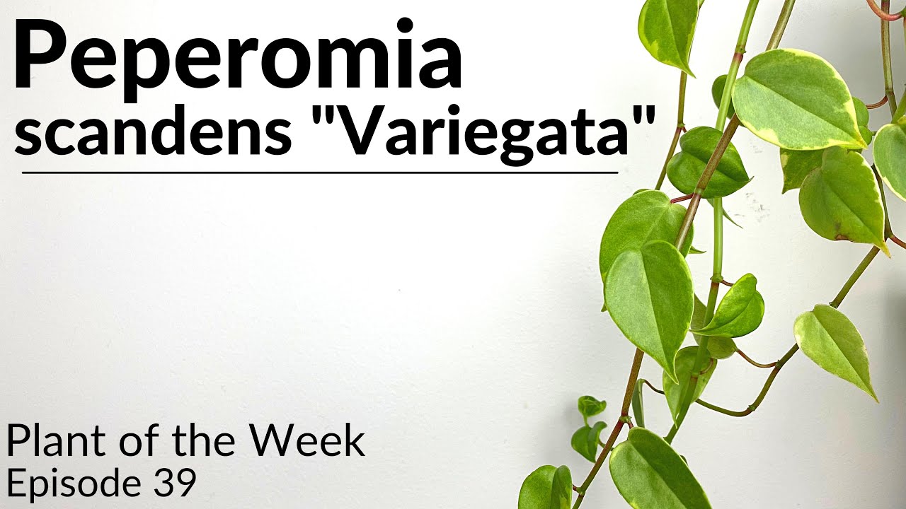 How To Care For Peperomia scandens 