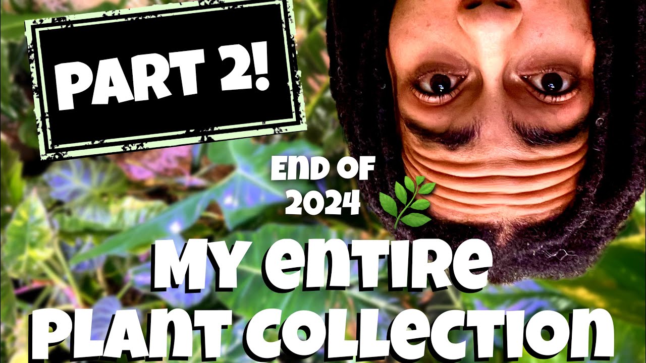 Part 2! My Entire Plant Collection 2024! 280+ plants!