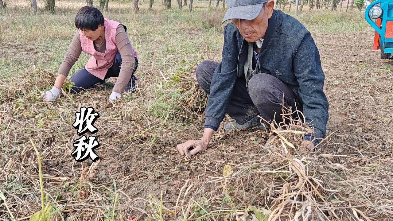 【收秋】中国农村真实生活，红豆和大豆昨天被冰雹打了，今天赶紧出来往回收，邻居们都主动来帮忙，有来帮忙干活的，有给腾地方的，还有给送水果的，真是太热心了！
