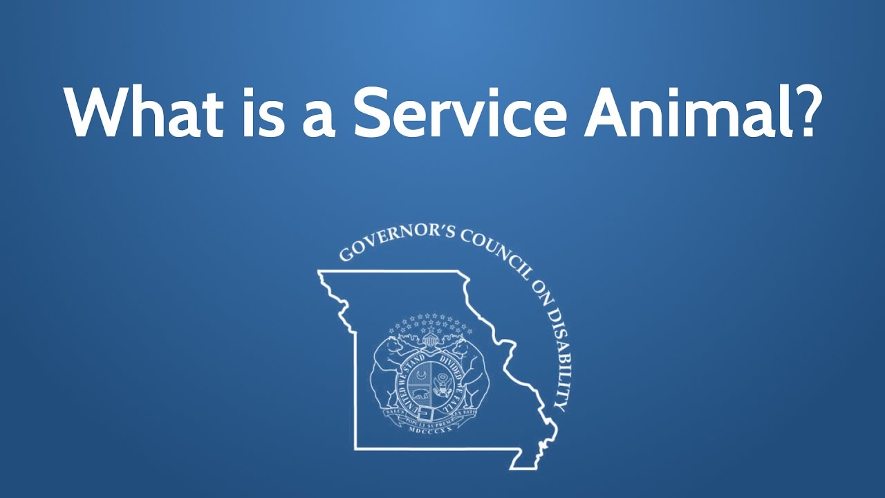 Service Animals Defined and the Rights of their Handlers