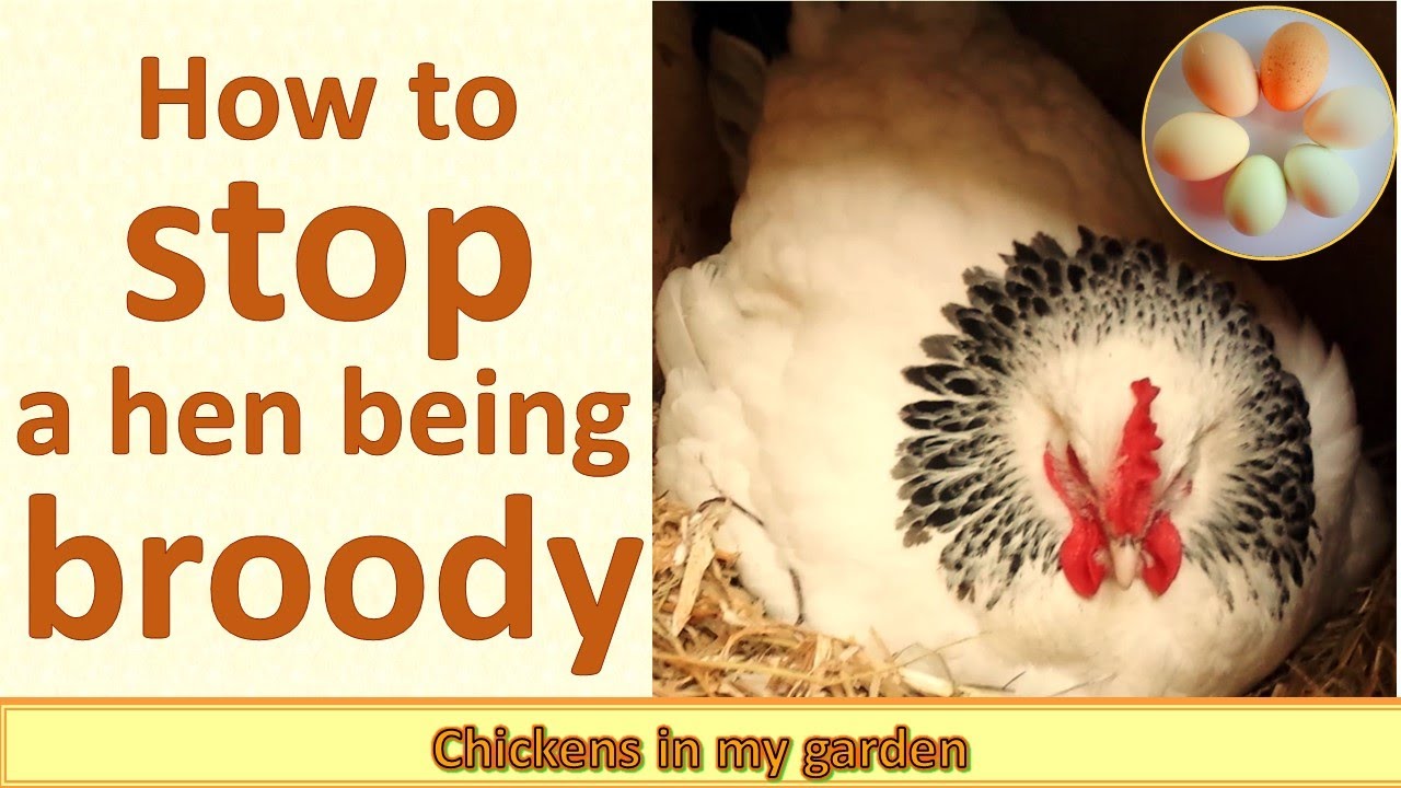 How to stop a broody hen