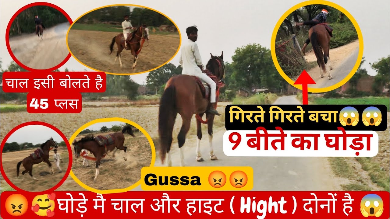 😍😡 घोड़ा चलने मै जितना सांत गुस्से का उतना खतरनाक// कभी किसी के घोड़े पर ना चढ़े पहले यही हो गा 😱