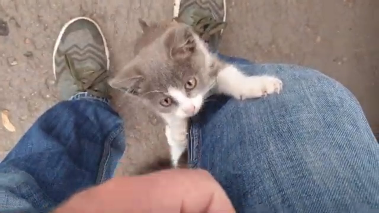 Abandoned Kittens are very hungry, affectionate and playful