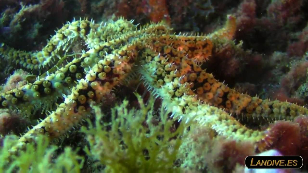 L A N D I V E . E S - sardina del norte - VideoSub - Canarias