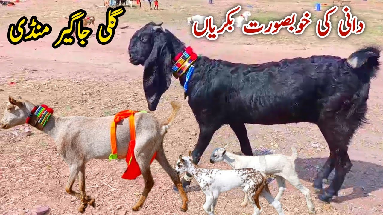 Dani Ki Bakriyan Gali jageer Bakra Mandi Update 15 March 2025
