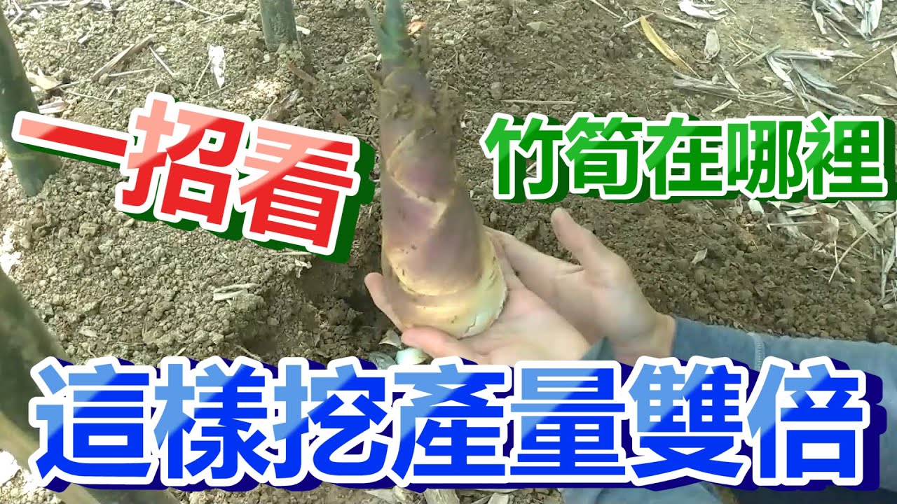一招看竹筍在哪裡，跟著阿堂這樣挖，產量雙倍喔!記得開啟CC字幕!