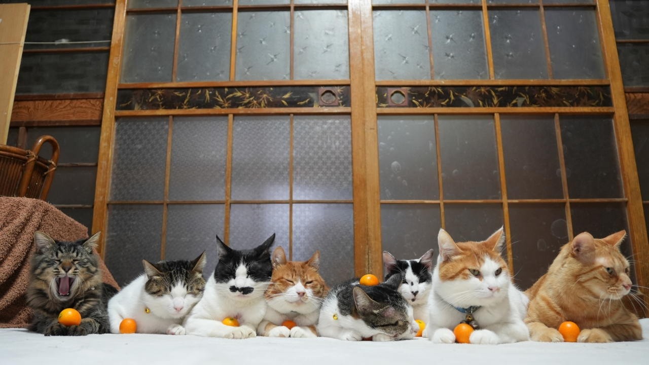 金柑 のせ猫　260305