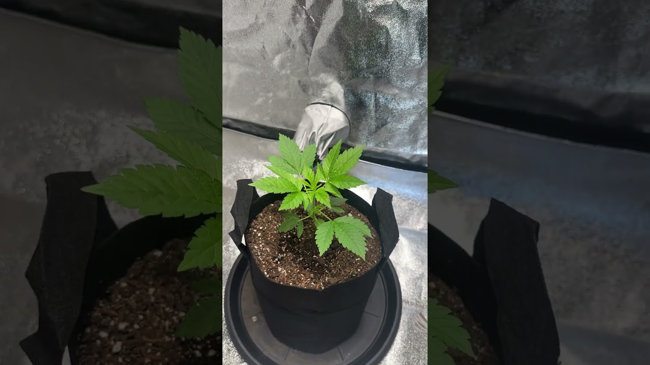 Cannabis Plant in Vegetative stage  