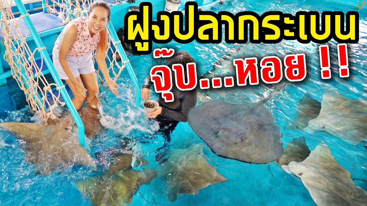 ให้อาหารปลากระเบนยักษ์ 10 ตัว VS หอย 100 ตัว โคตรเยอะ!!!  | พี่เฟิร์น 108Life