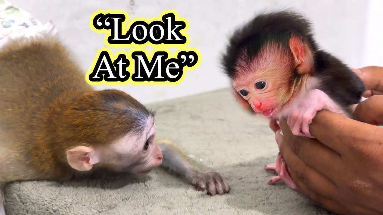 “Something About Baby Luci Catches Cici’s Attention 🐒”