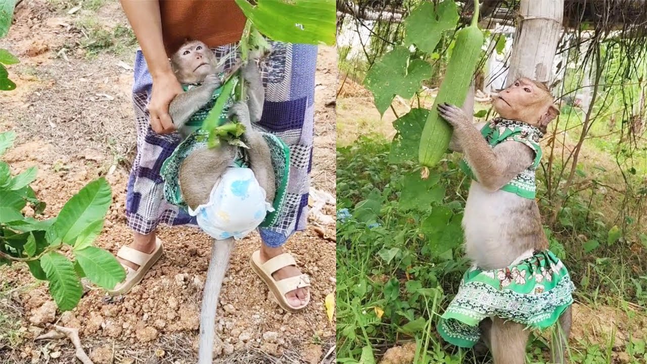 Shally Wants Catching Birds But Mom Does This...