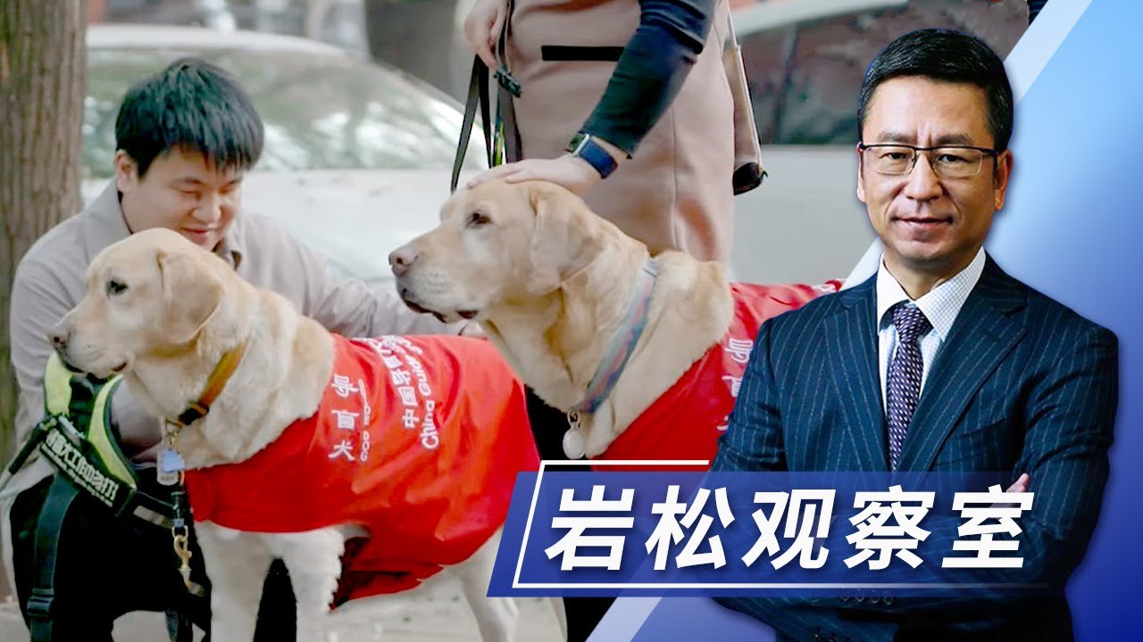 视障人士的“第二双眼睛”，导盲犬何时才能无障碍出行？| CCTV「新闻1+1」20211108