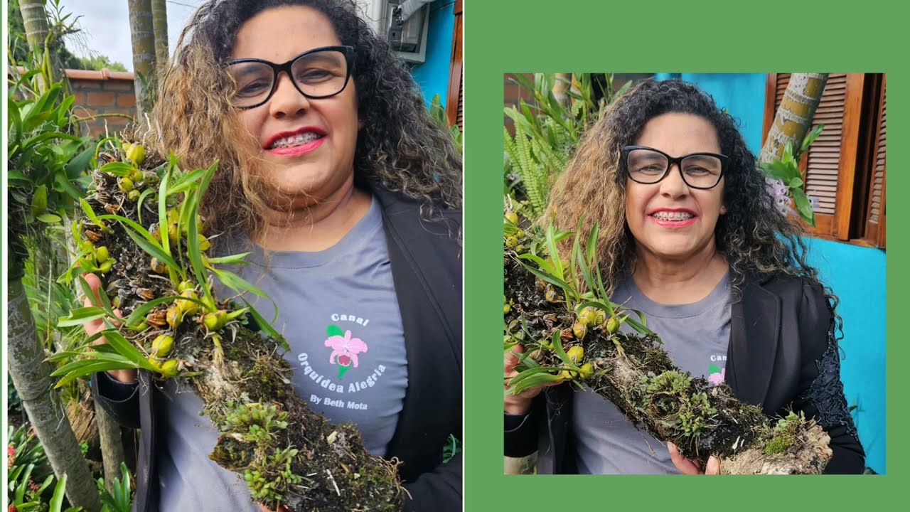 AS SOBREVIVENTES  DOS CICLONES #orquídeaalegria #orquídeas #cicloneextratropical