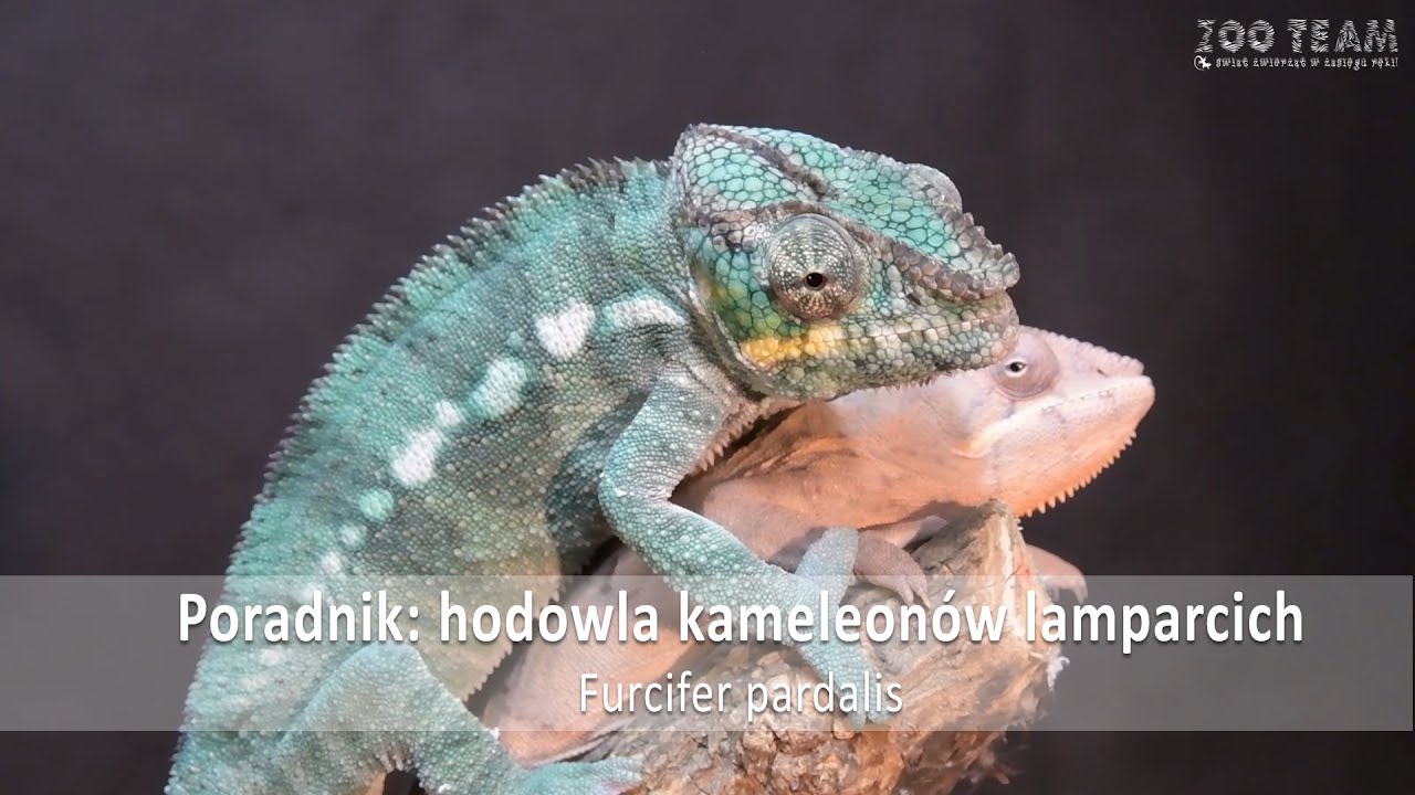 Poradnik: hodowla kameleonów lamparcich - Furcifer pardalis