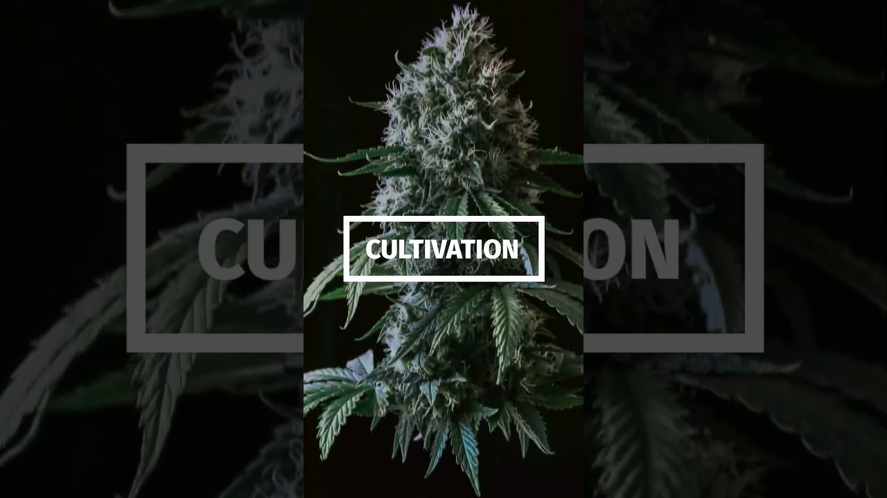 Grow Strong Cup Cultivation Masterclass Real Growers Real Advice Krusty Socks