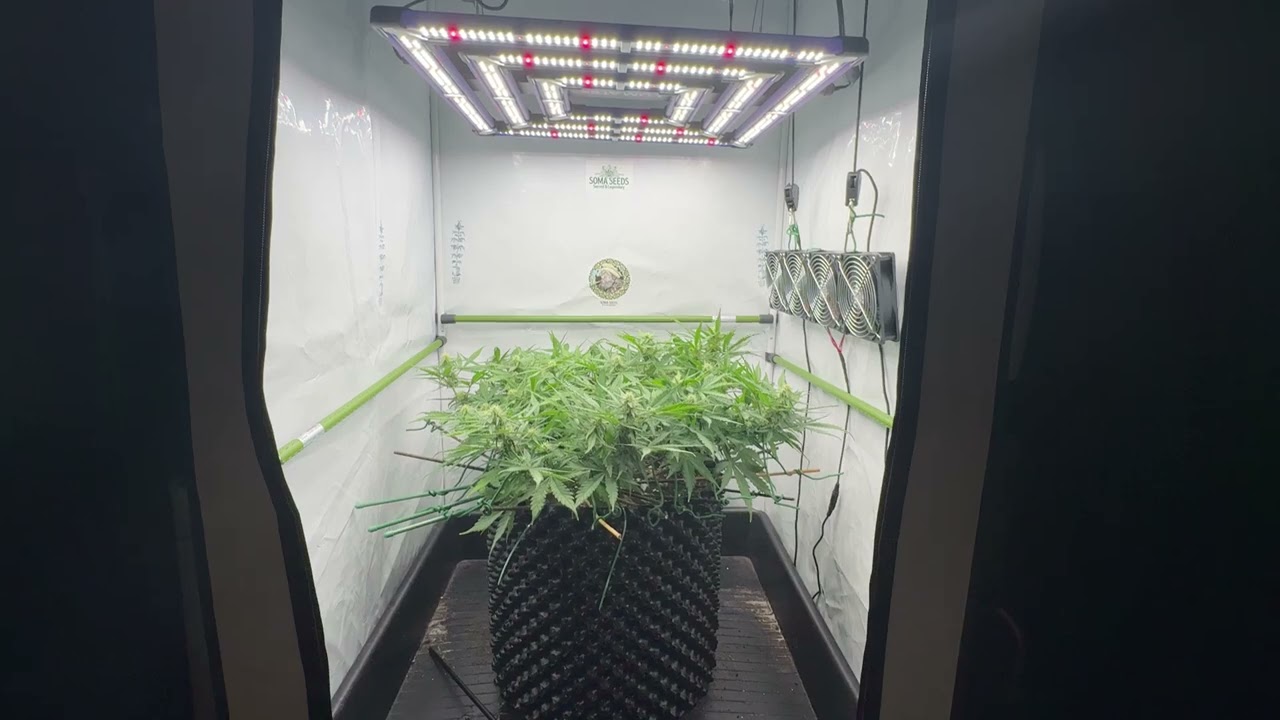 Soma Seeds - Somango Auto