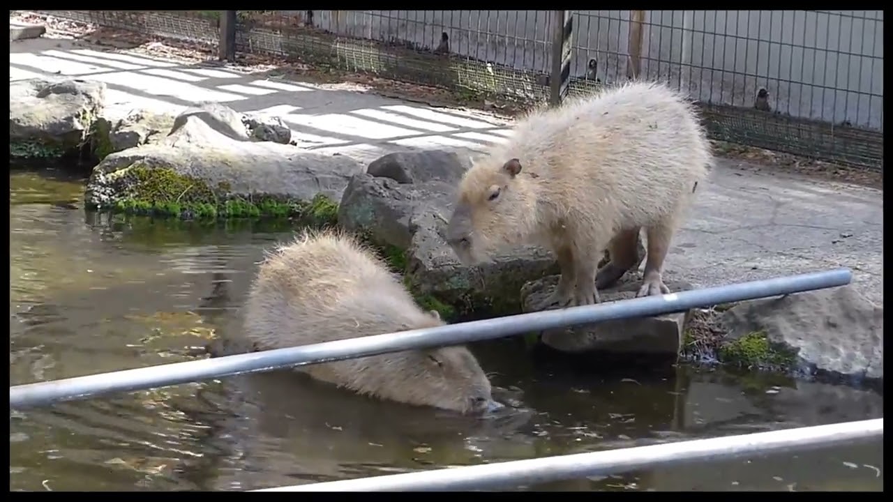 2022 03 22　池に入って橋の主桁になる鋼材の確認をするラ・メール　～大宮公園小動物園のカピバラ～