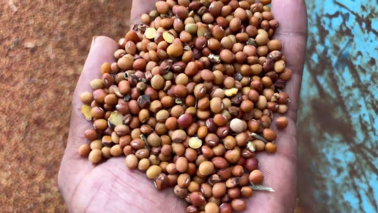 लाल तुवर भाव देवास मंडी भाव