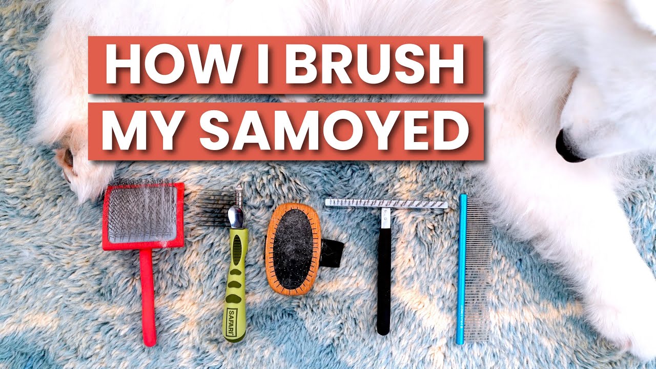 How To Brush a Samoyed | Dog Grooming