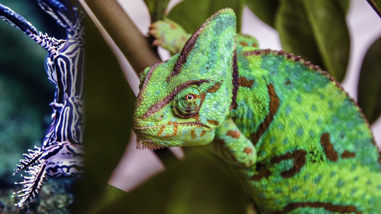 Especies ex&oacute;ticas invasoras