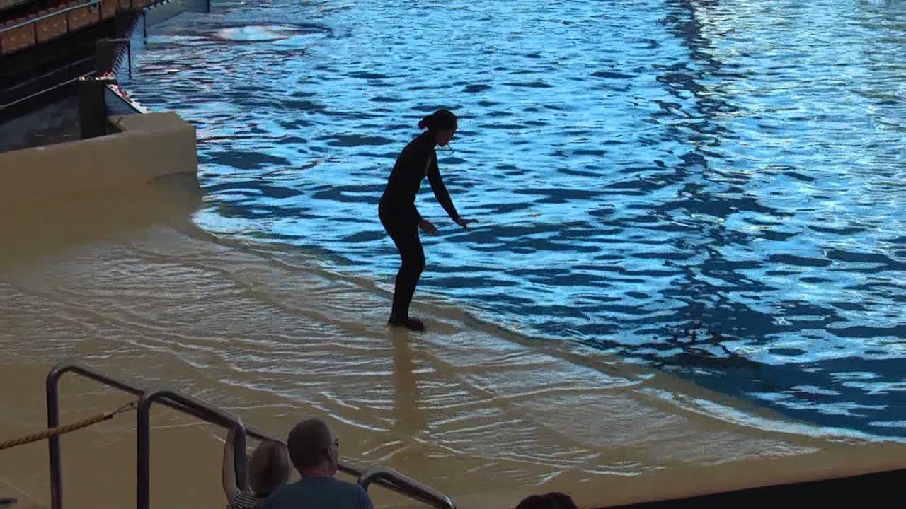 Loro Park Teneriffa - BEST OF - Orca & Delphin-Show / HD