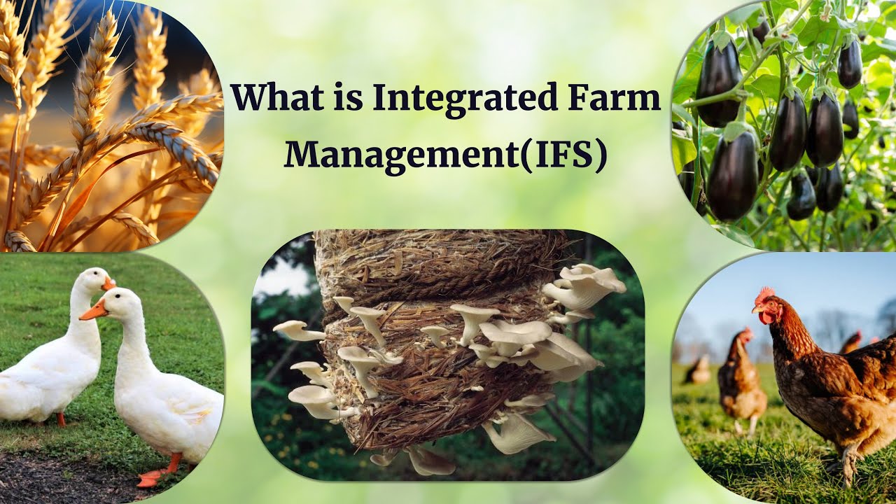 Make Profitable Farming with Integrated Farming Systems (IFS)