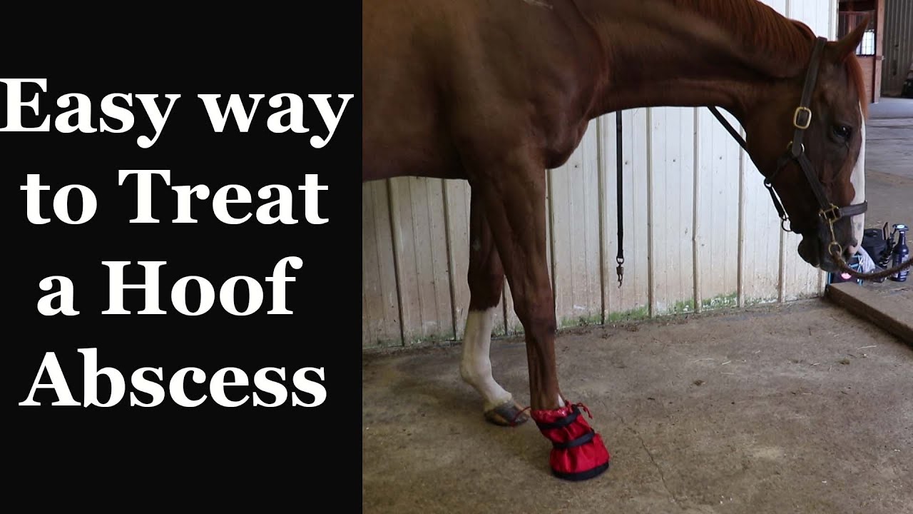 How to: SOAK and WRAP your Horse's Hoof Abscess
