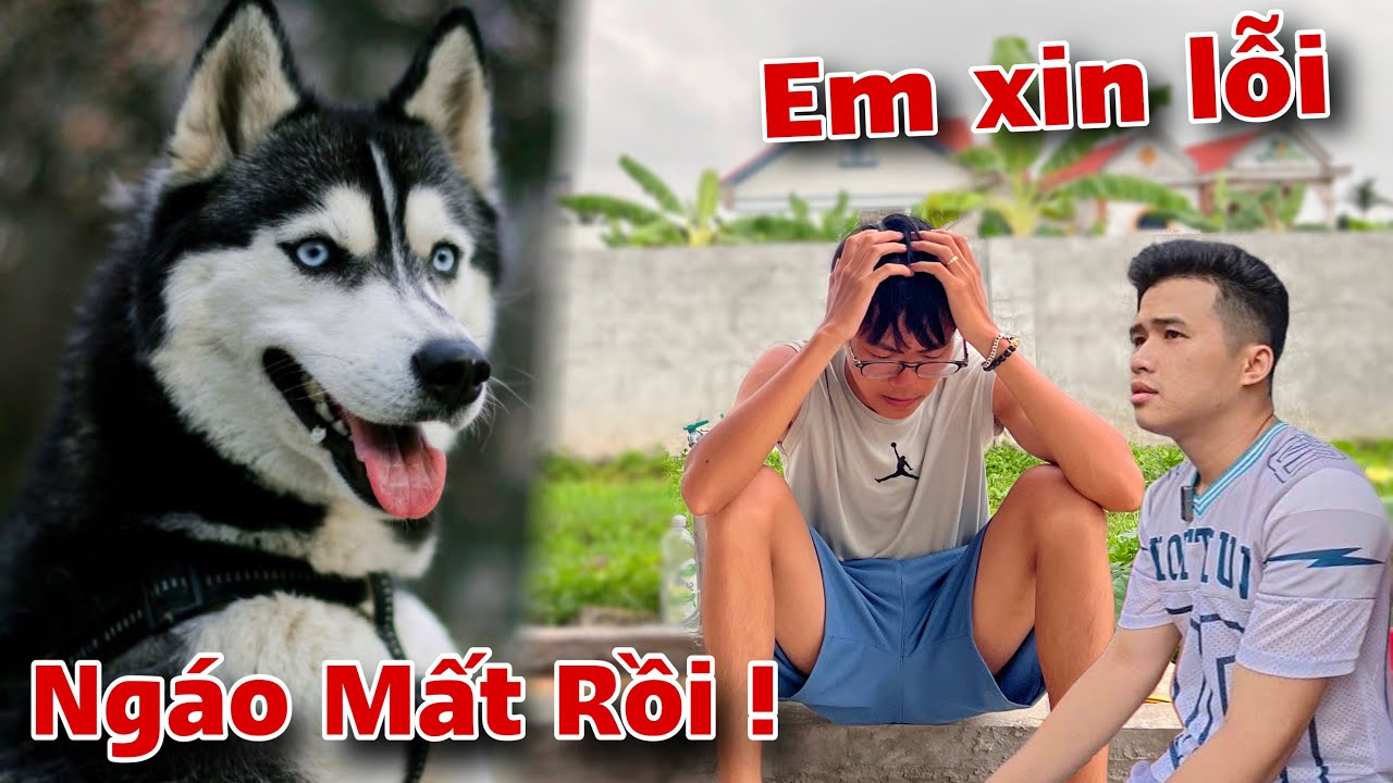 Giật Mình Khi Em Nhất Báo Tin Buồn Làm Mất Husky Ngáo | Quá Buồn Luôn | Dương KC