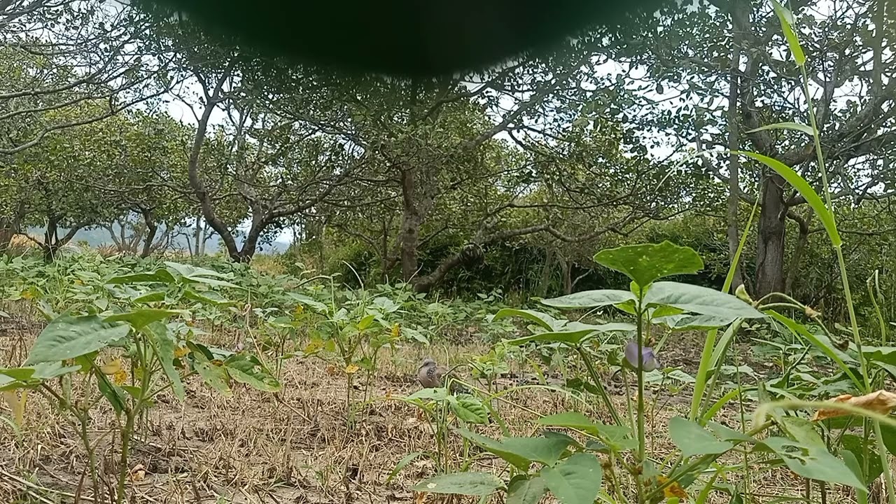 CLip 31 mồi thổ TôMa