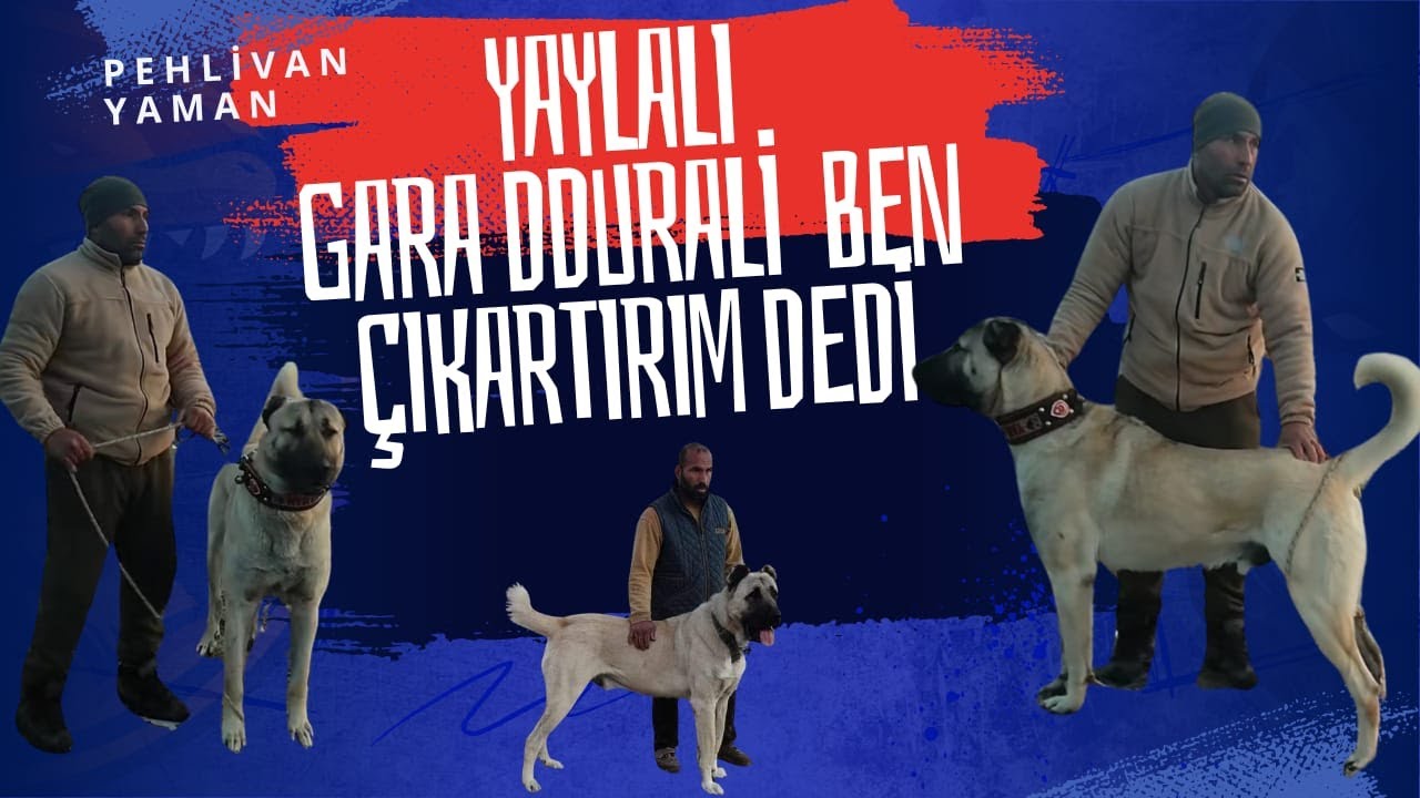 Elmalı’Da Yaylalı Efsaneleri: Gara Durali ve Aslan  Köpeklerinin Hikâyesi
