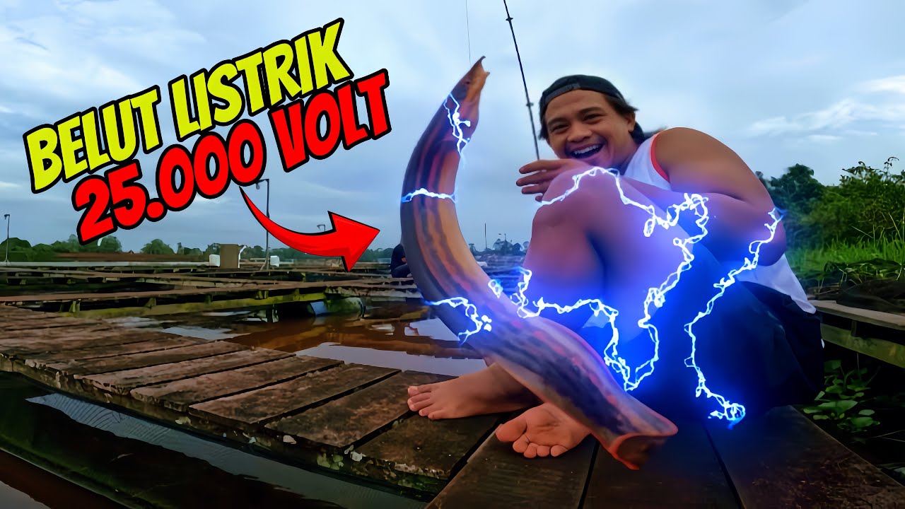 NIAT MANCING UDANG GALAH, MALAH DAPAT BELUT LISTRIK‼️
