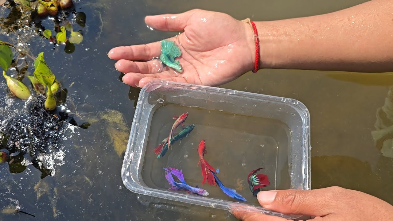 Amazing lake with a lot of beautiful betta found and catch by hands.