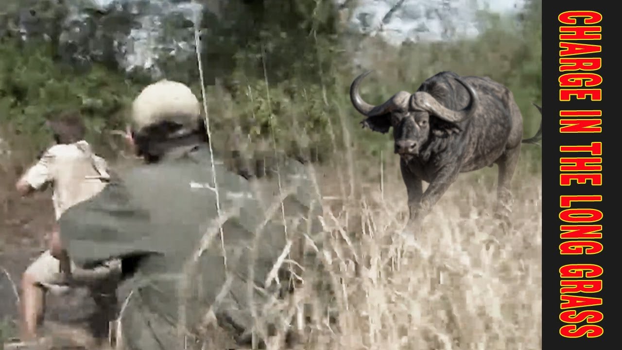 Buffalo Charge in Mozambique