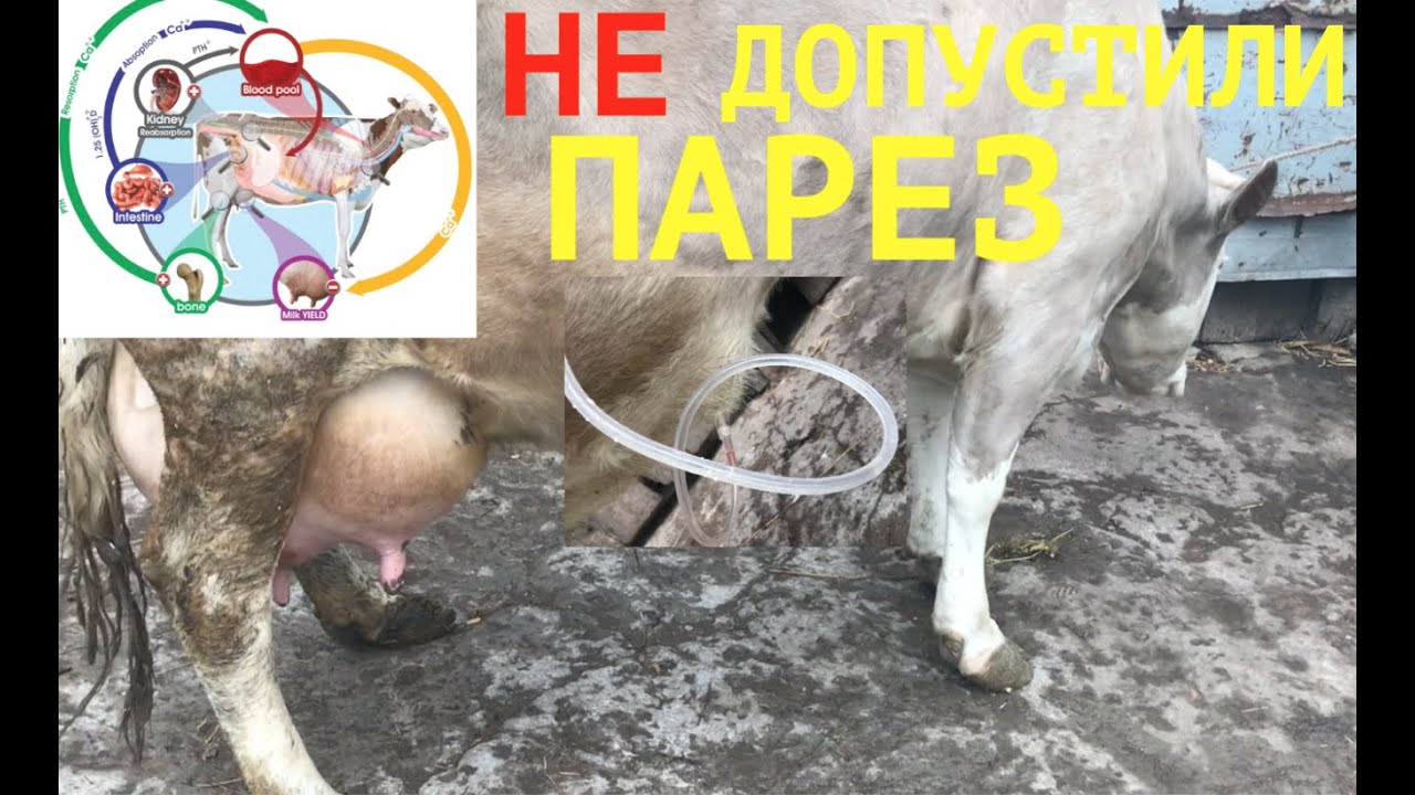 НЕ ДОПУСТИЛИ ПАРЕЗ У КОРОВЫ / ПРЕДПАРЕЗНОЕ СОСТОЯНИЕ СУБКЛИНИЧЕСКАЯ ГИПОКАЛЬЦИЕМИЯ