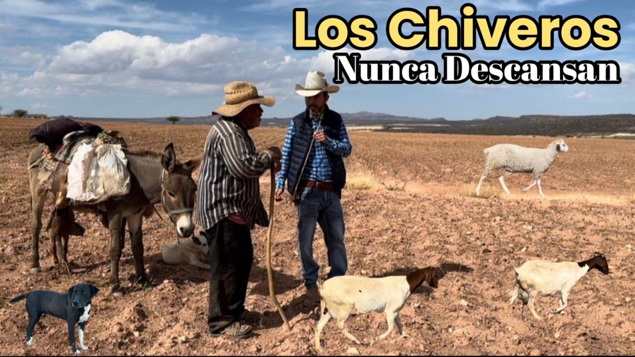 Los Chiveros No Tienen Días De Descanso, Ni Días Festivos Este Lloviendo O Tronando haciendo Sol☀️ 