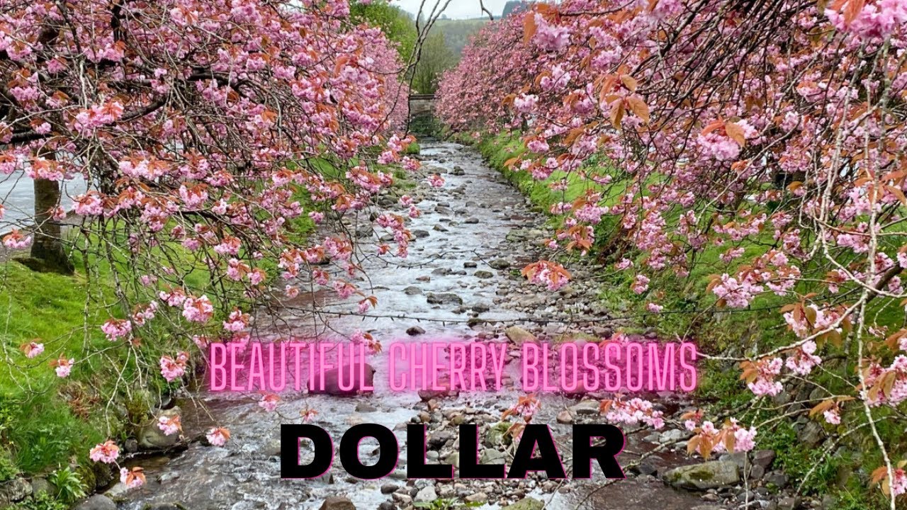 Cherry Blossom Trees | Dollar | Spring in Scotland