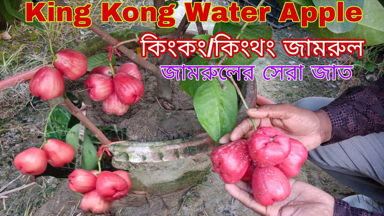 কিংকং  জামরুলের কি চমৎকার কালার আর সাইজ দেখুন|| King Kong/King Thong Water Apple plant's available