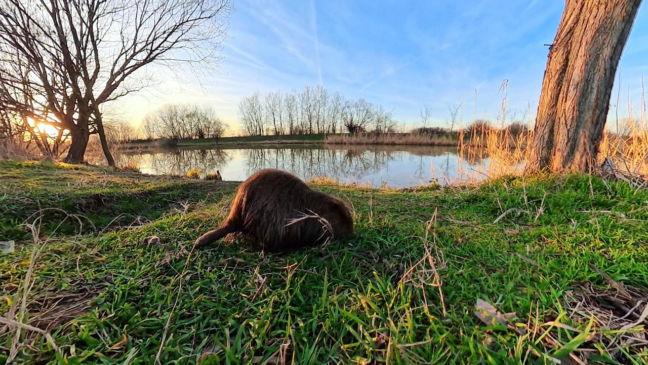 Prima tura cu Bicicleta ! întâlnirea cu nutria ! Ciolan la Popas .