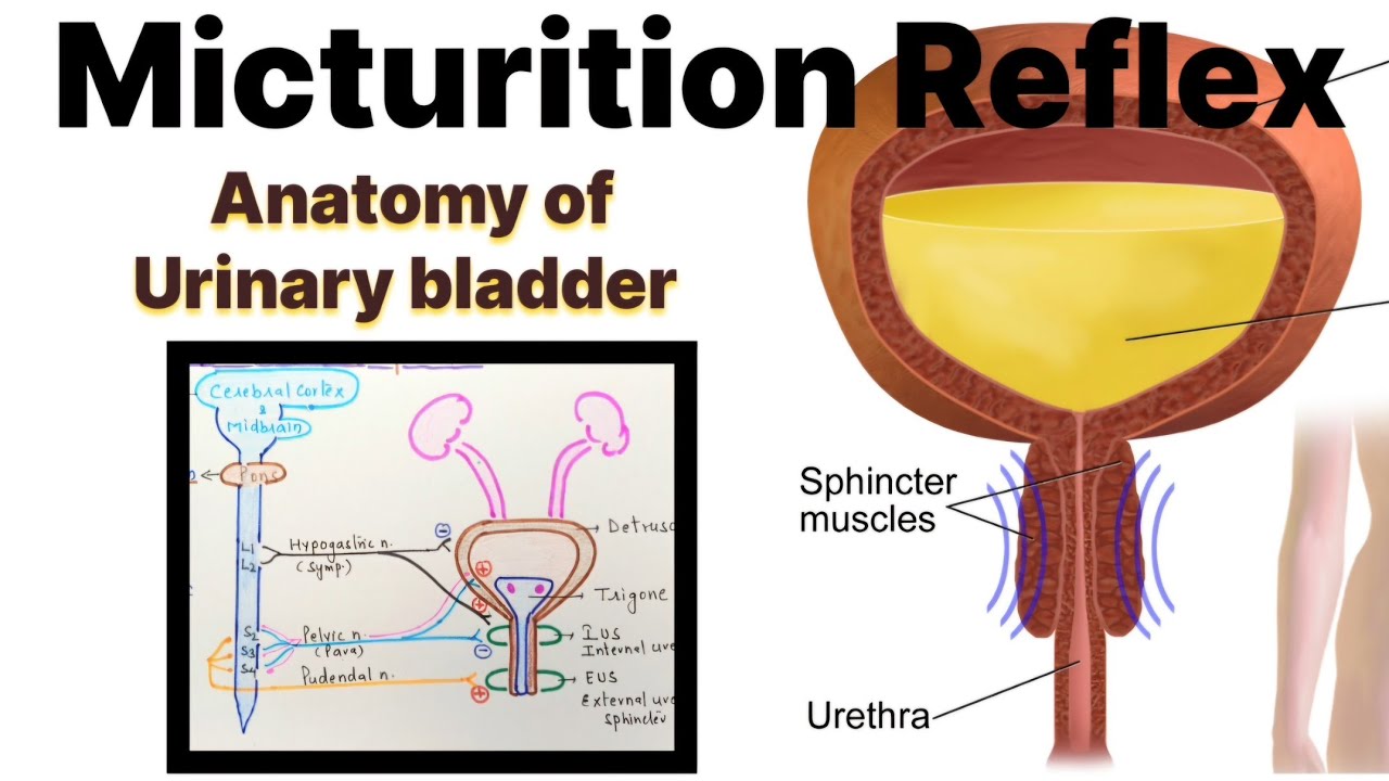 Micturition Reflex ll Urinary Bladder Nerve Supply ll Renal Physiology 