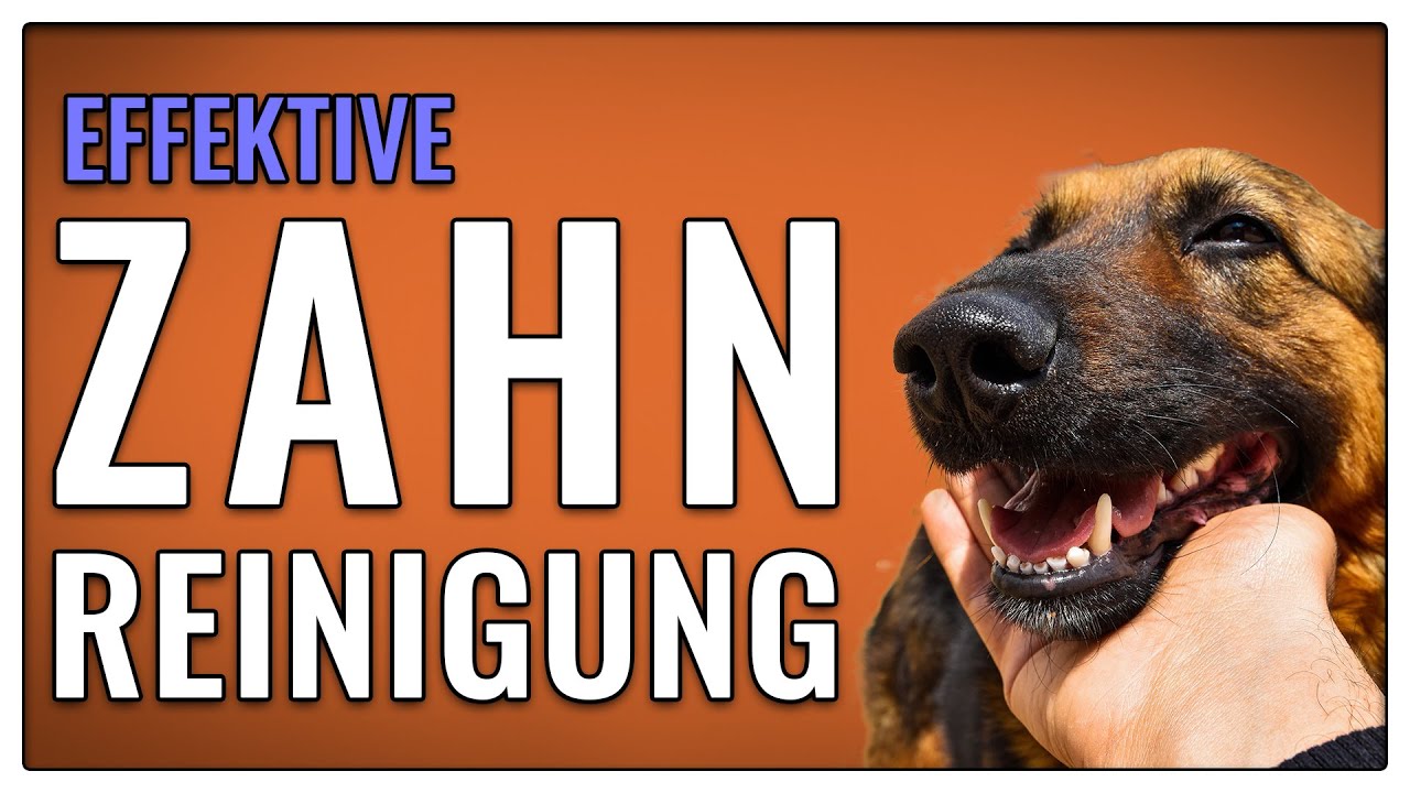 3 Mittel zur effektiven Zahnreinigung bei Hunden - TGH 335
