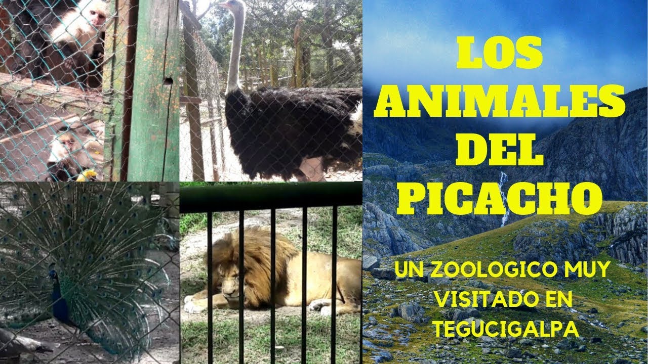 EL ZOOLOGICO DEL PICACHO