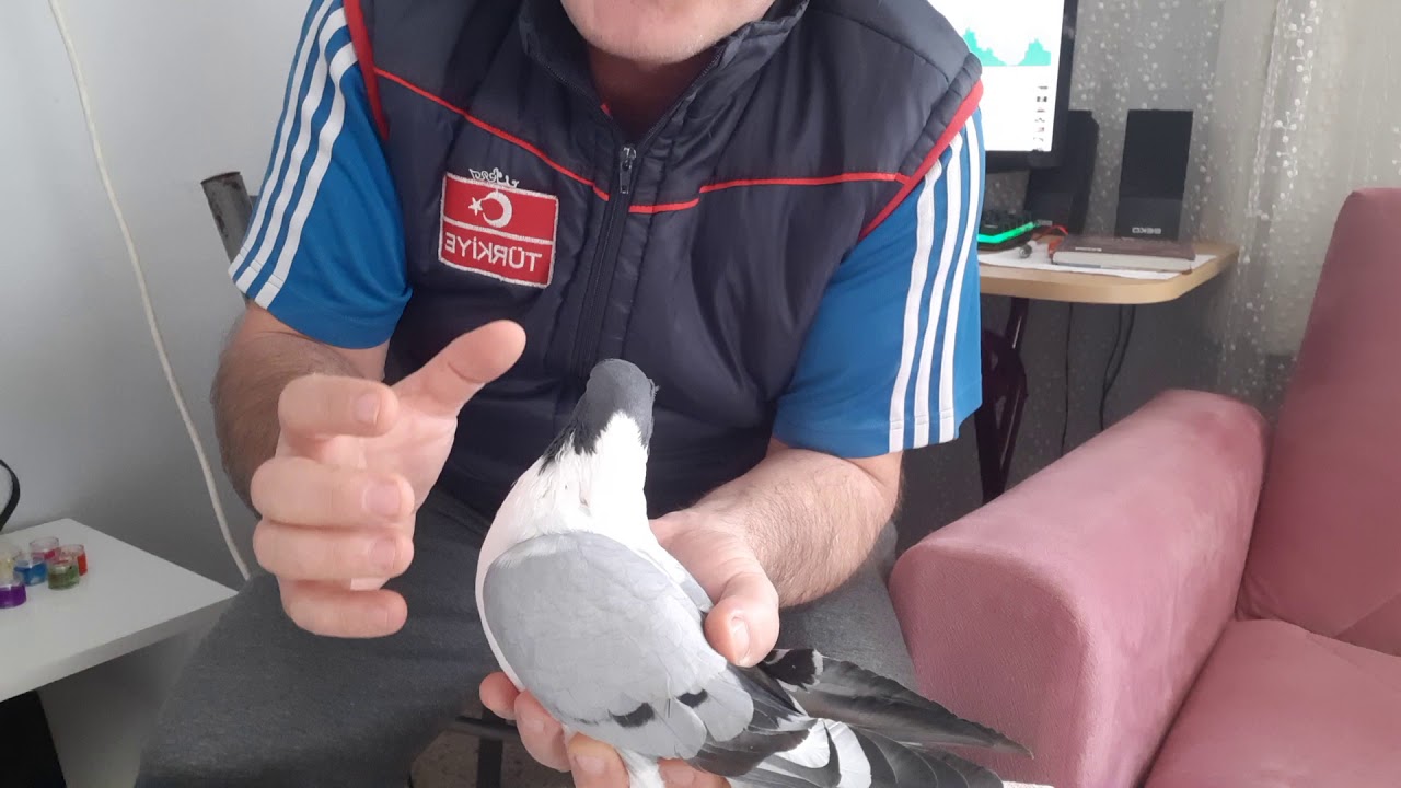 Yavru güvercinlerin kuyrukları neden kesilir? Tarihi Sır Gibi saklayan Kuşçu Lara inat herkes öğrens