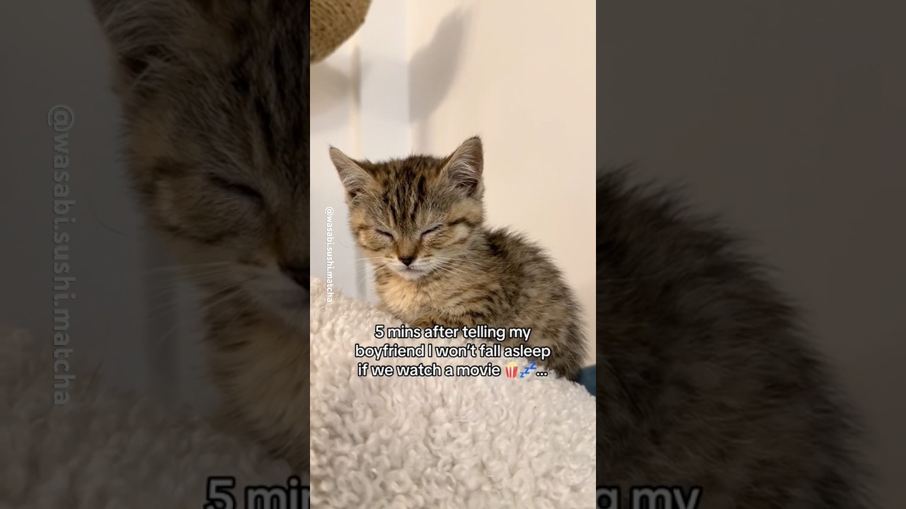 I feel you Fuji 🍎🥱💤 #babykittens #cutekittenvideos #sleepycat #fosterkitten #cutecat #zzz #eepy