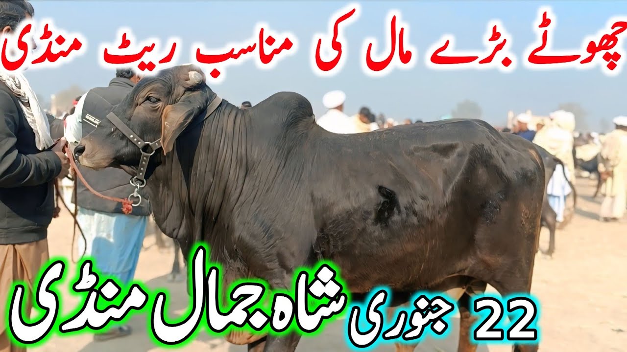 Shah Jamal Cow Mandi Fresh Latest Update | Chand TV | Sahiwal Cholistani Bachre | Cow Mandi 2025🔥💯