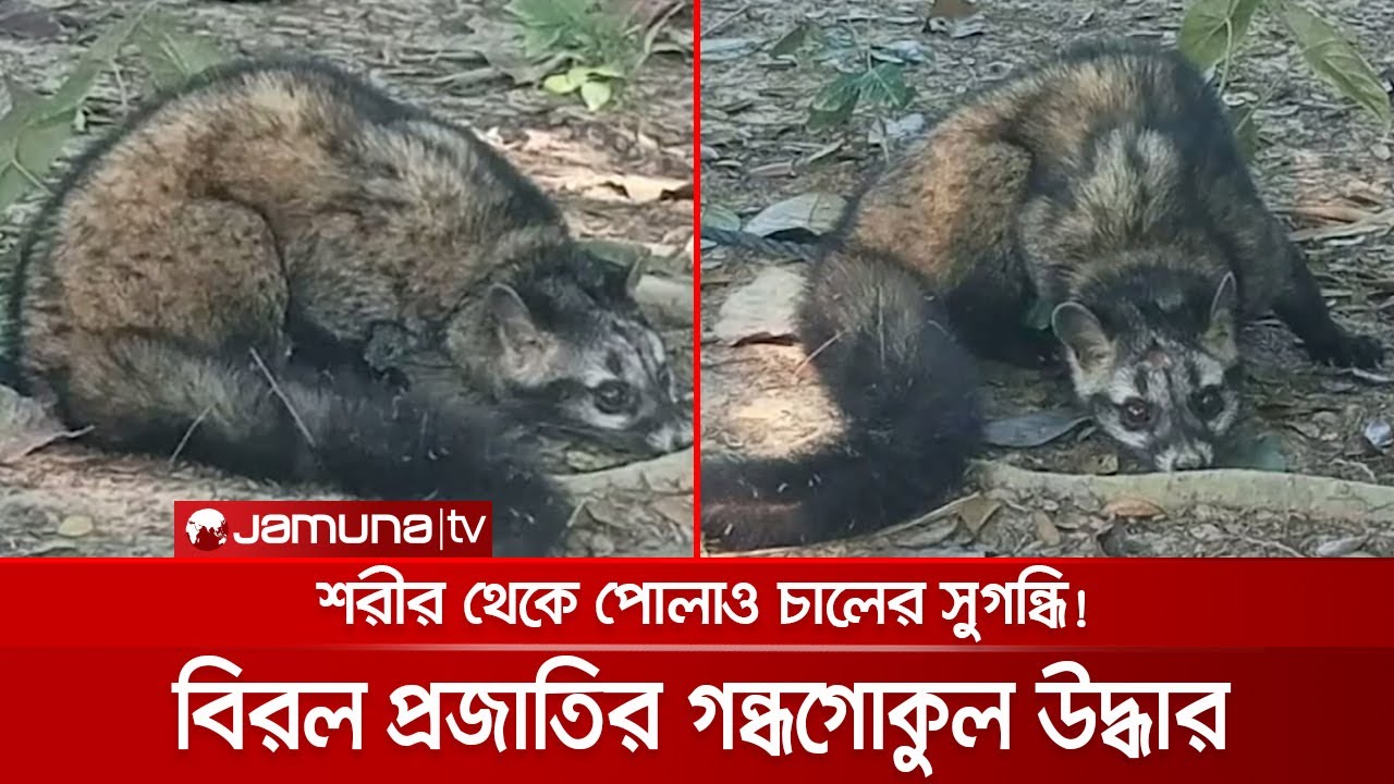 বিলুপ্তপ্রায় গন্ধগোকুল উদ্ধার, শরীর থেকে পোলাও চালের সুগন্ধি! | Gondhokokul