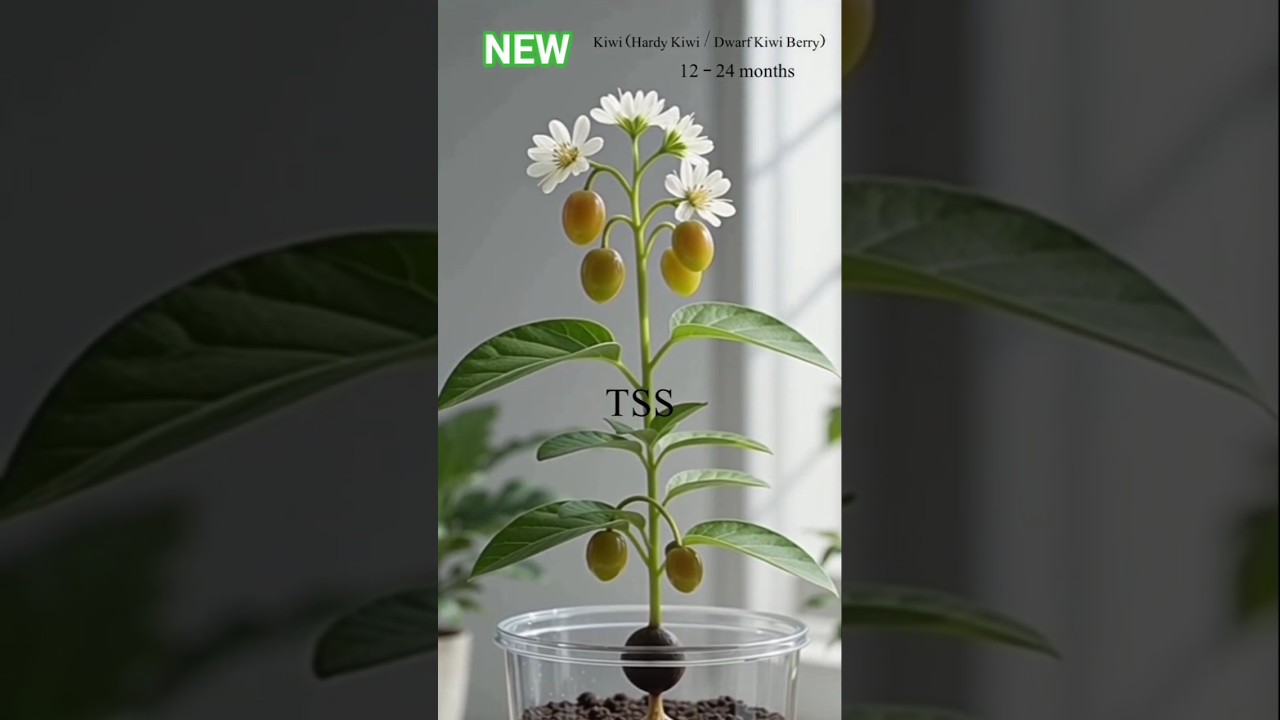 Dwarf Kiwi Berry Plant Journey | Seed to Fruit in Seconds 